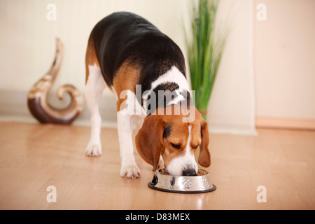 Beagle Stockfoto