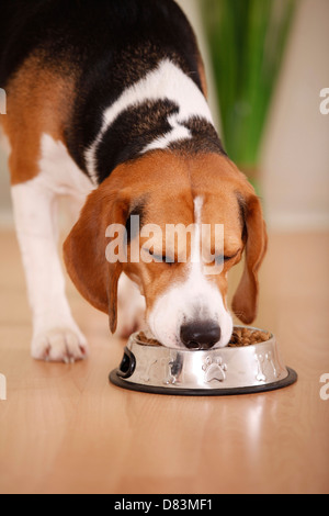 Beagle Stockfoto