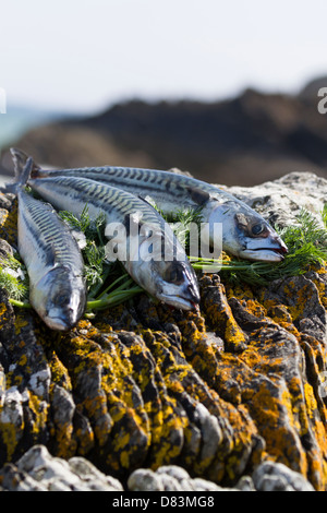 Makrele und Dill auf den Felsen am Meer Stockfoto