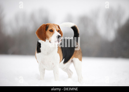 stehende Beagle Stockfoto