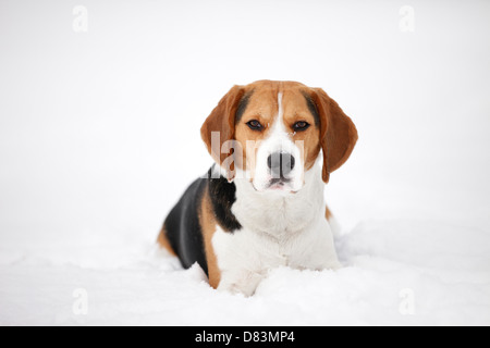 Beagle liegend Stockfoto