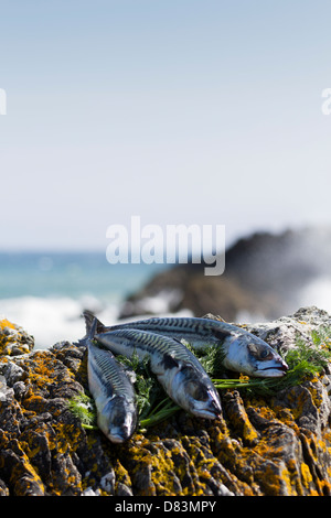 Makrele und Dill auf den Felsen am Meer Stockfoto