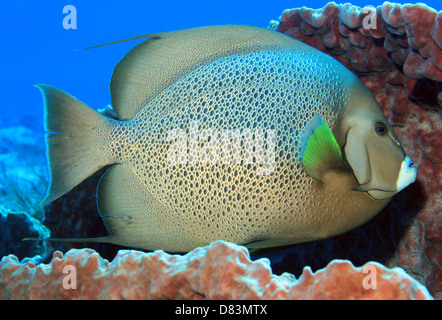 Grauen Kaiserfisch (Pomacanthus Arcuatus) in einem Fass-Schwamm, Cozumel, Mexiko Stockfoto