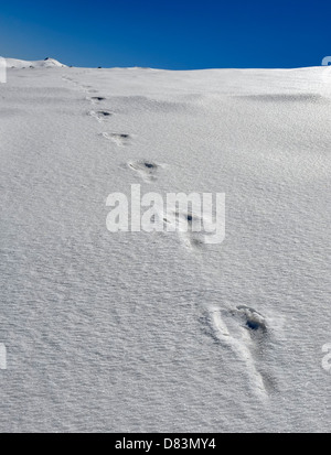 Fußspuren im Schnee in der eisigen Wildnis Stockfoto