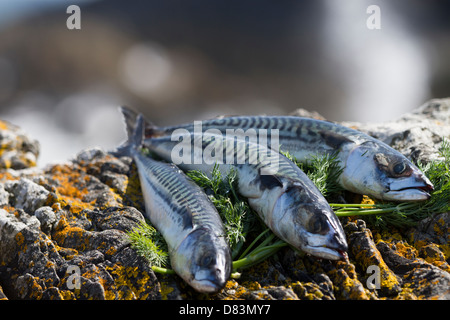 Makrele und Dill auf den Felsen am Meer Stockfoto