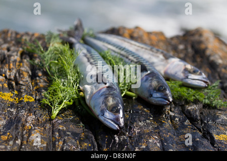 Makrele und Dill auf den Felsen am Meer Stockfoto