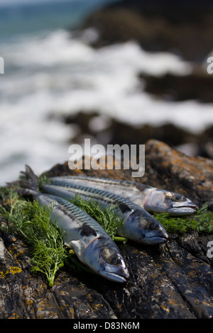 Makrele und Dill auf den Felsen am Meer Stockfoto