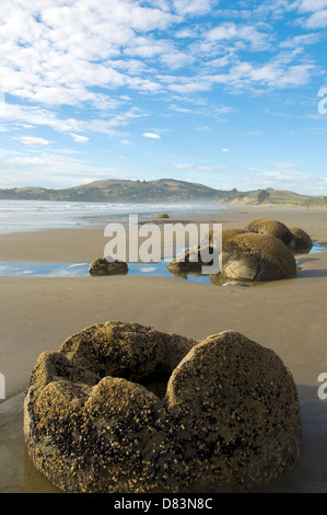 Die Moeraki Boulders in Südinsel, Neuseeland Stockfoto