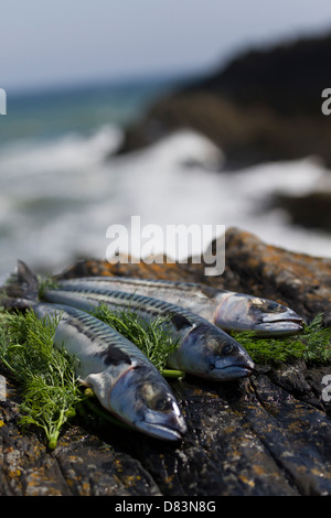 Makrele und Dill auf den Felsen am Meer Stockfoto