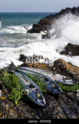 Makrele und Dill auf den Felsen am Meer Stockfoto