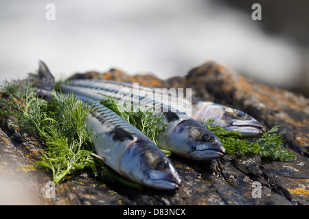 Makrele und Dill auf den Felsen am Meer Stockfoto