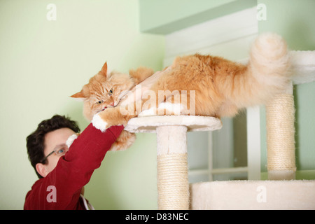 Mann mit Sibirische Katze Stockfoto