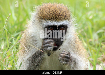 Nahaufnahme eines Vervet Affen (Chlorocebus Pygerythrus) Essen, Lake Nakuru, Kenia Stockfoto