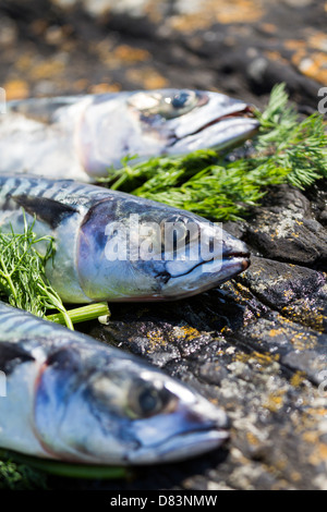 Makrele und Dill auf den Felsen am Meer Stockfoto