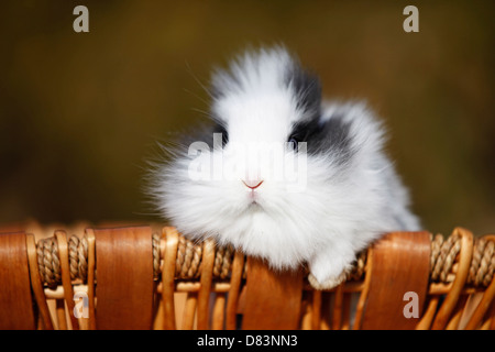 Zwerg Kaninchen Stockfoto