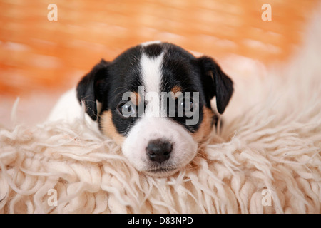 Jack-Russell-Terrier Welpen Stockfoto