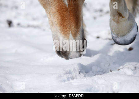 auf Nahrungssuche Stockfoto