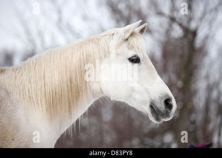 Shagya-Araber-Porträt Stockfoto