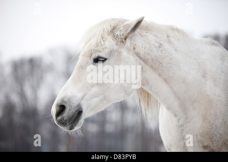 Shagya-Araber-Porträt Stockfoto