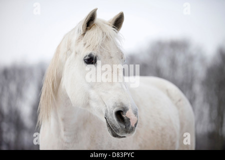 Shagya-Araber-Porträt Stockfoto