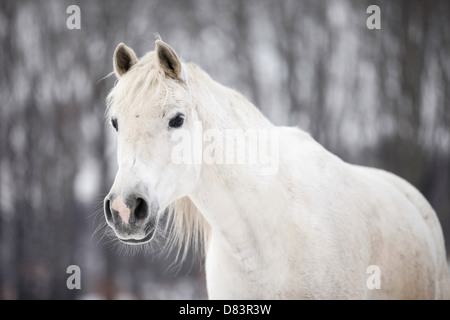 Shagya-Araber-Porträt Stockfoto