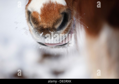 Shetland-Pony Stockfoto