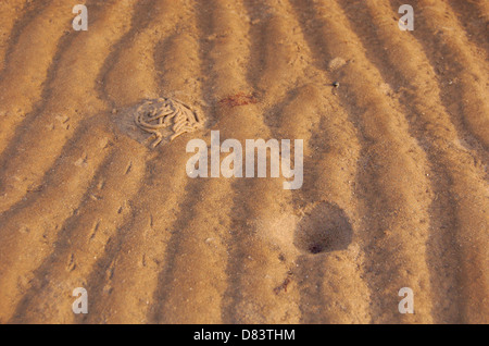 Wattwurm gegossen am Craigendoran Strand auf dem Firth of Clyde, Schottland Stockfoto