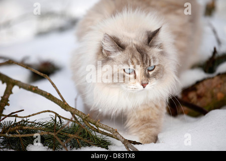 Neva Masquarade im Schnee Stockfoto