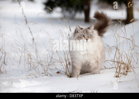 Neva Masquarade Stockfoto