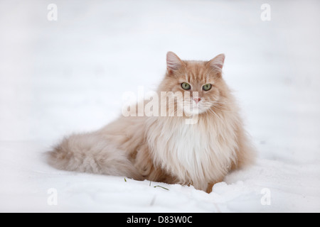 Sibirische Katze Stockfoto