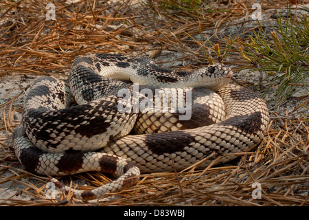 Gewickelten northern Pine Snake - Pituophis melanoleucus Stockfoto