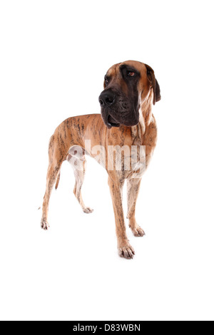 Deutsche Dogge Stockfoto