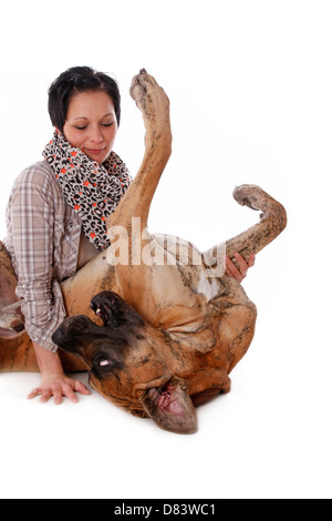 liegende Dogge Stockfoto