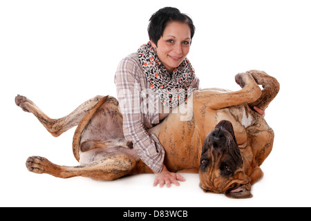 liegende Dogge Stockfoto