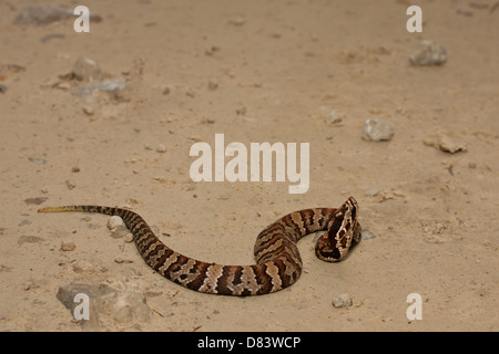 Juvenile Florida Cottonmouth Schlange - Agkistrodon Piscivorus conanti Stockfoto