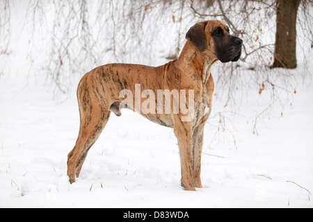 stehende Dogge Stockfoto