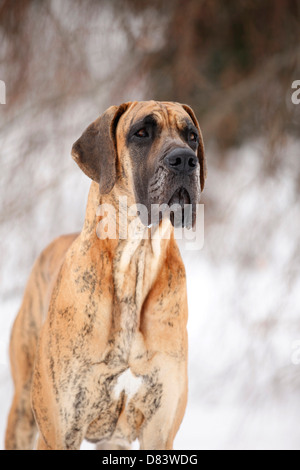 Deutsche Dogge-Portrait Stockfoto