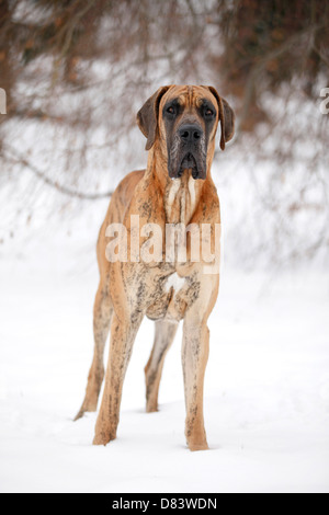 stehende Dogge Stockfoto