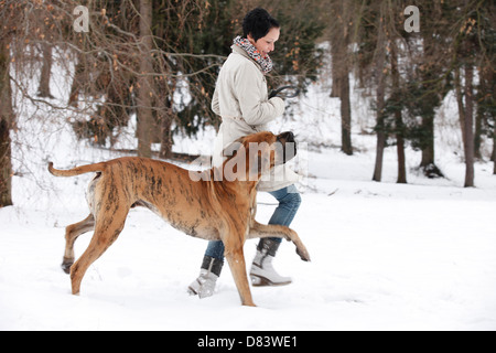 laufen Deutsche Dogge Stockfoto