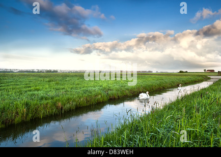 paar weiße Schwäne am Kanal am frühen Morgen, Niederlande Stockfoto