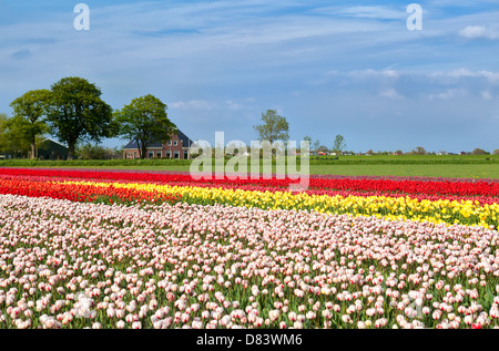 Tulpenfelder und niederländischen Bauernhaus, Alkmaar, Nordholland Stockfoto