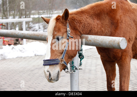 Juckreiz Pferd Stockfoto
