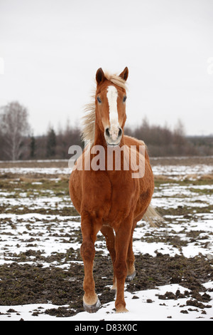 Achal-Tekkiner im Trab Stockfoto