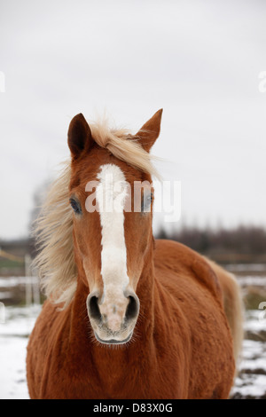 Achal-Tekkiner Stockfoto