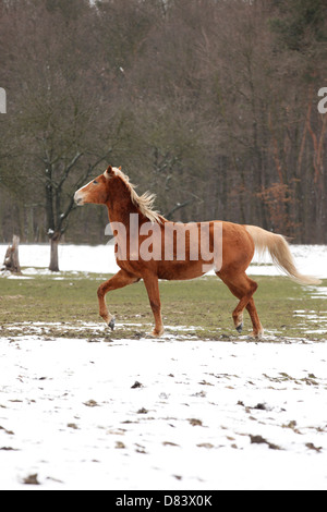 Achal-Tekkiner im Trab Stockfoto