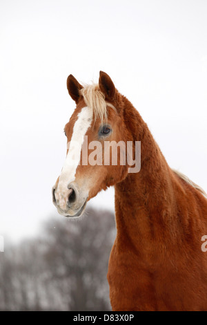Achal-Tekkiner Stockfoto