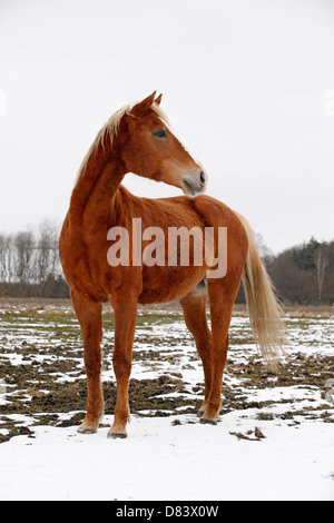 Achal-Tekkiner Stockfoto