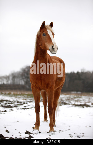 Achal-Tekkiner Stockfoto