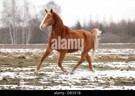 Achal-Tekkiner im Trab Stockfoto