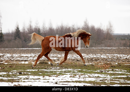 Achal-Tekkiner im Trab Stockfoto
